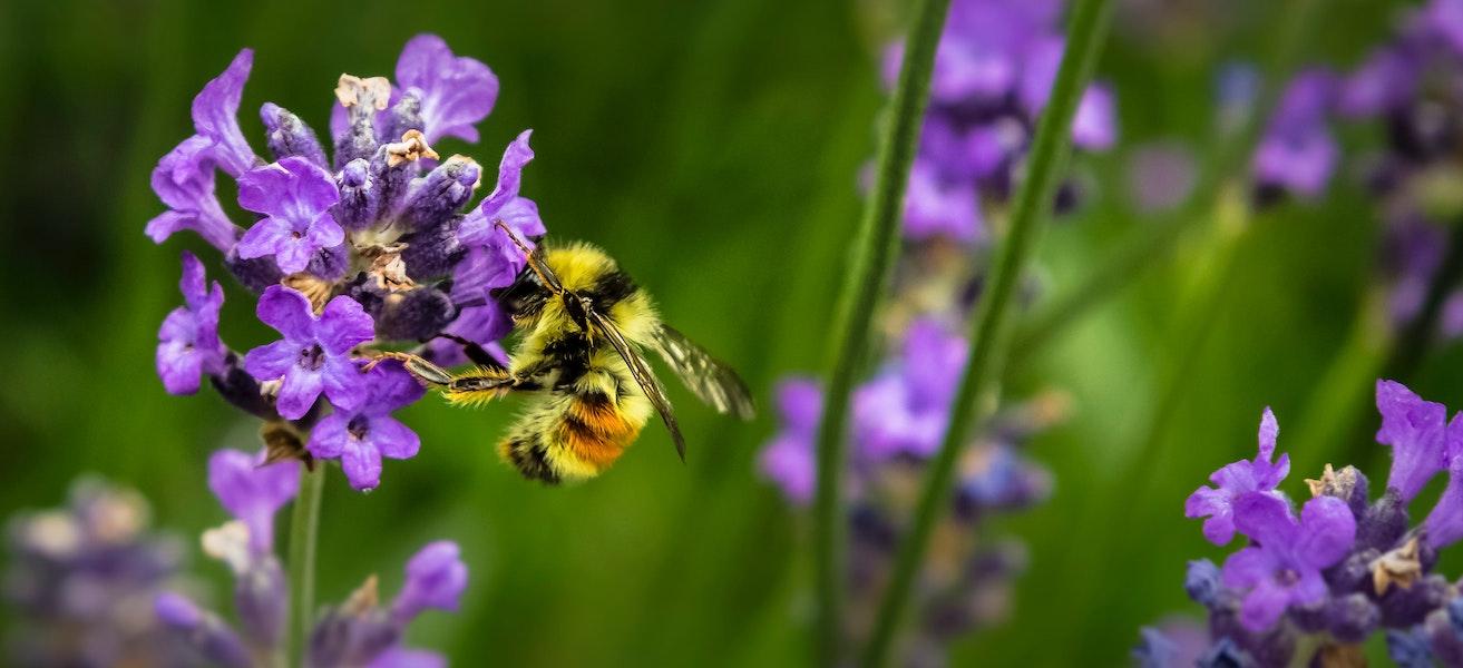 un'ape su un fiore di lavanda