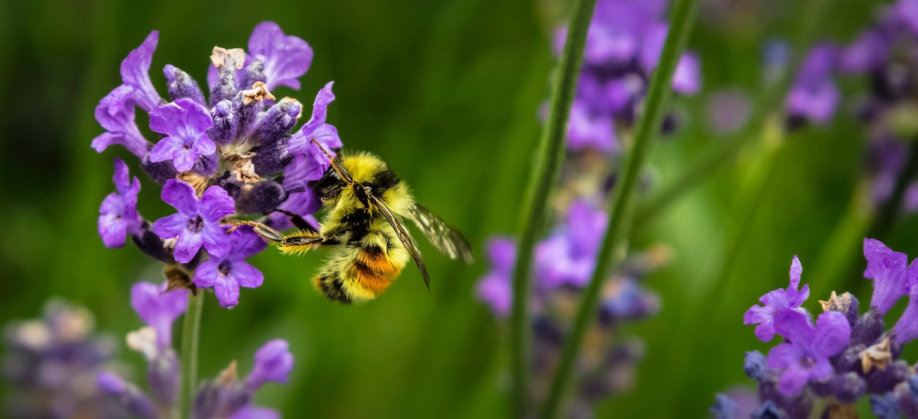 una abeja sobre una flor de lavanda