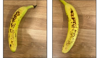 Fotografie 2 různých banánů
