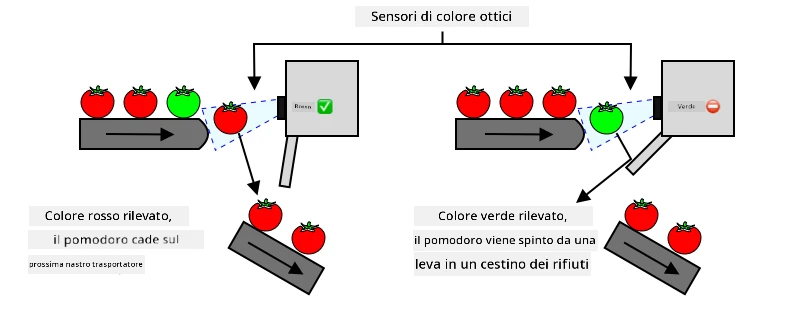 Se viene rilevato un pomodoro rosso, continua il suo percorso senza interruzioni. Se viene rilevato un pomodoro verde, viene spinto in un cestino di scarto da una leva