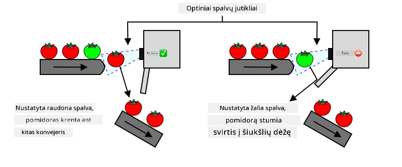 Jei aptinkamas raudonas pomidoras, jis keliauja toliau. Jei aptinkamas žalias pomidoras, jis svirtimi išmetamas į atliekų dėžę