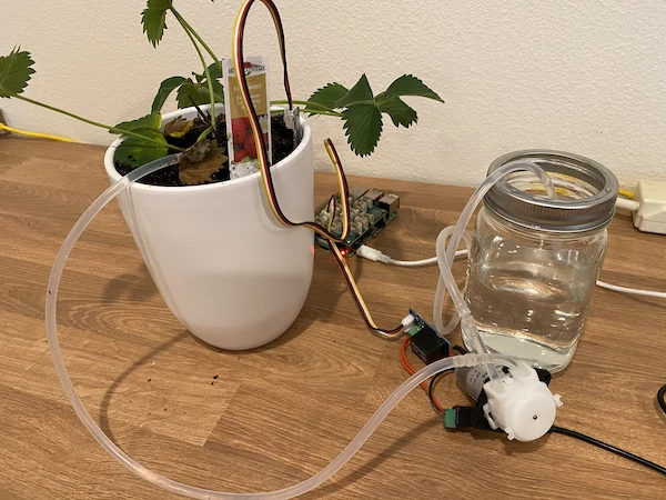 Uma planta de morango conectada à água via uma bomba, com a bomba conectada a um relé. O relé e um sensor de umidade do solo na planta estão conectados a um Raspberry Pi
