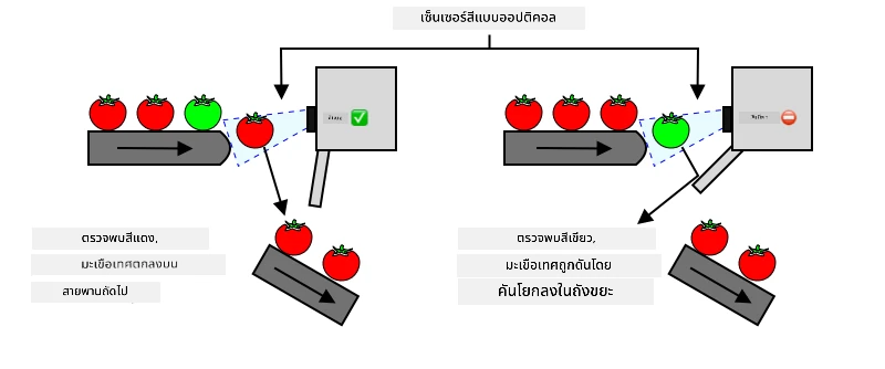 หากตรวจพบมะเขือเทศสีแดง มันจะเดินทางต่อไปโดยไม่หยุด หากตรวจพบมะเขือเทศสีเขียว มันจะถูกดีดลงถังขยะโดยคันโยก