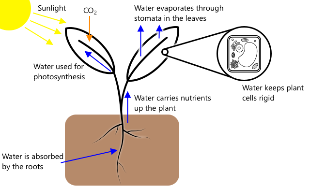 Water is absorbed through plant roots then carried around the plant, being used for photosynthesis and plant structure