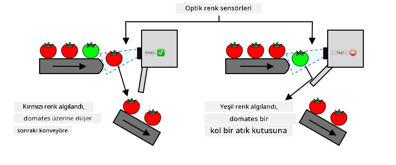 Kırmızı bir domates algılanırsa yoluna devam eder. Yeşil bir domates algılanırsa bir kol tarafından bir atık kutusuna fırlatılır.