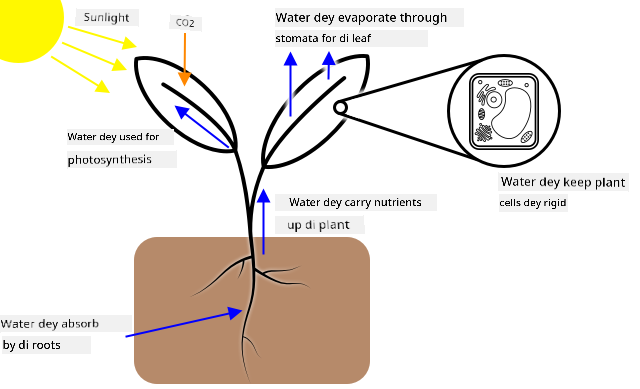 Water is absorbed through plant roots then carried around the plant, being used for photosynthesis and plant structure