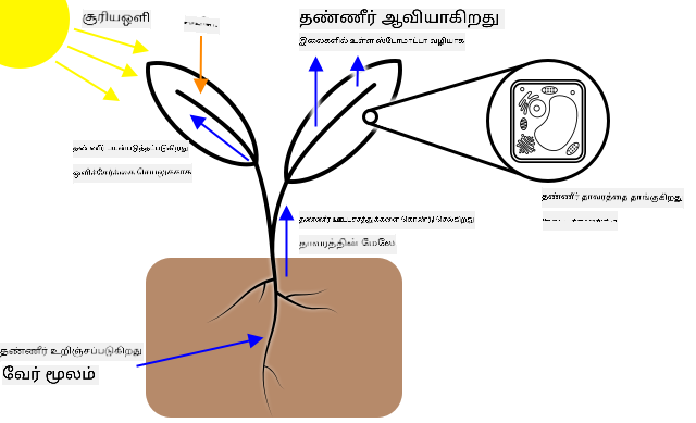 தாவர வேர்கள் மூலம் தண்ணீர் உறிஞ்சப்பட்டு தாவரத்தின் சுற்றிலும் எடுத்துச் செல்லப்படுகிறது, ஒளிச்சேர்க்கை மற்றும் தாவர அமைப்பிற்காக பயன்படுத்தப்படுகிறது
